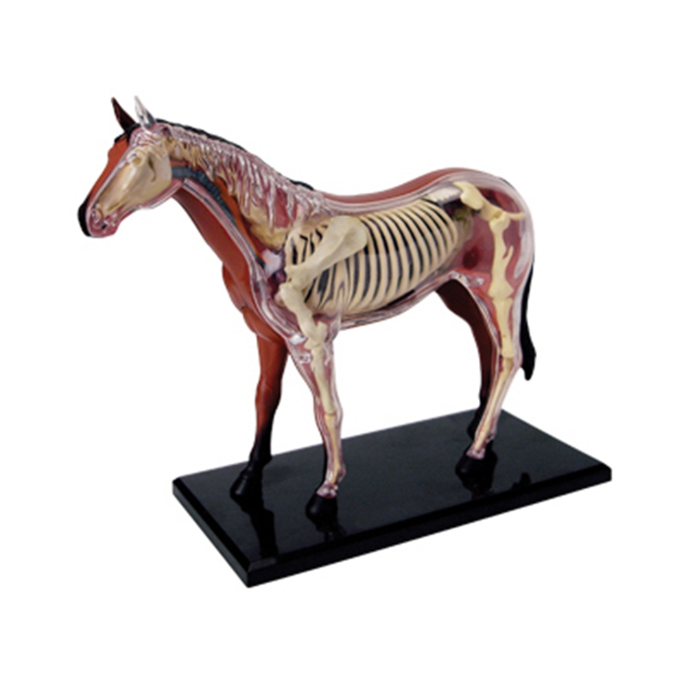 Science Toys - Tier Orgel Anatomie Modell 4D Pferd