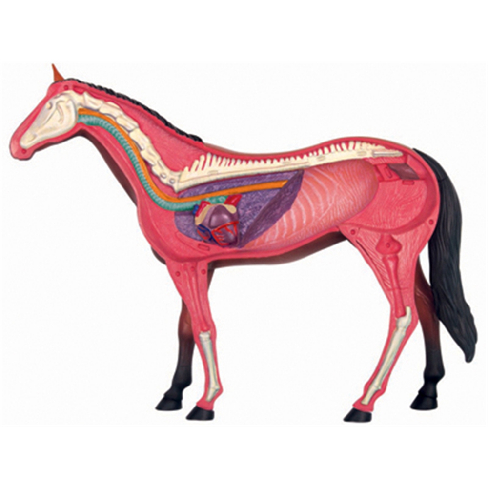 Tier Orgel Anatomie Modell 4D  – Science Toys Bewertung und Preis