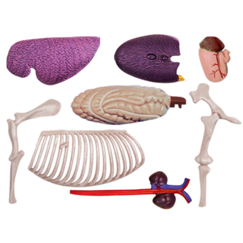 Tier Orgel Anatomie Modell 4D  – Science Toys Bewertung und Preis